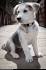 Labrador Husky - PetGuide
