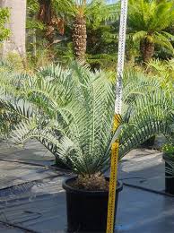 Image result for Encephalartos senticosus