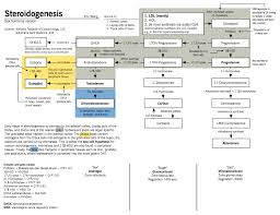 Sex Hormone Synthesis Regulation And Function Mcmaster