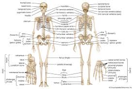 The lumbar spine makes up the the lower end of the spinal column. Human Skeleton Parts Functions Diagram Facts Britannica