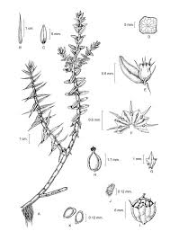 Image result for Rotala tenella