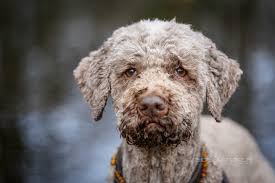 Weitere anzeigen aus der rubrik: Seidensticker Fotografie Lagotto Romagnolo