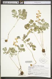 Image result for Fumariaceae