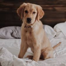 Pet adoption fairs colorado springs. Colorado Springs Pet Expo Home Facebook