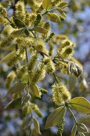Image result for Combretum collinum