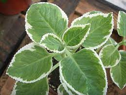 到手香 左手香cuban oregano vick s plant puerto rican oregano 尼克 和香草說說話 talk 2 herb 香草花園 隨意窩xuite日誌 plant leaves plants leaves