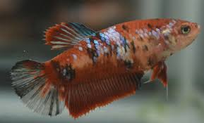 Live Betta Fish Imported Female Galaxy Koi Halfmoon Plakat Female Betta Fish Ideas Of Betta Fish Bettafish F Betta Fish Koi Betta Tropical Fish Tanks