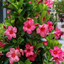 Image result for mandevilla obrázek