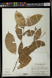 Image result for Micrococca capensis