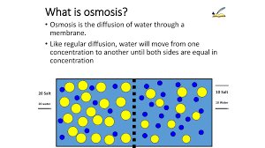Simple diffusion is the process by which solutes are moved along a concentration gradient in a solution or across a semipermeable membrane.simple diffusion is carried out by the actions of hydrogen bonds forming between water molecules and solutes. What Is Osmosis Know It Info