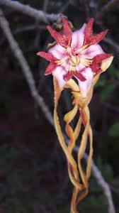 Image result for Strophanthus