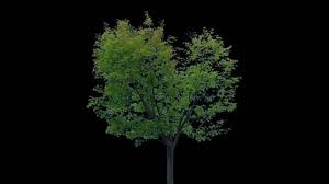 We did not find results for: Time Lapse Of A Tree Growing Stock Footage Video 100 Royalty Free 9590663 Shutterstock