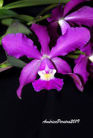 Cattleya Walkeriana X Cattleya Schilleriana Flowers Photography Cattleya Orchid Cattleya