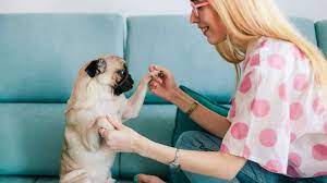A is one of the best letters to start a female dog name. Dog Names That Start With S The 172 Best Dog Names Of 2020