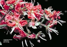 My Beloved Shepherd Is To Me A Cluster Of Henna Flowers In The Vineyards Of Engedi Famed For Its Fragrant Shrubs Song Of In 2020 Flower Henna Henna Amazing Flowers