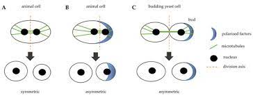 What is involved in cell division in animal cells. Cells Free Full Text Cytokinesis In Eukaryotic Cells The Furrow Complexity At A Glance Html