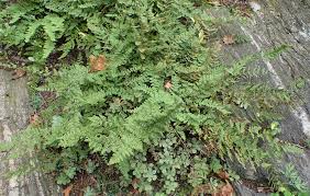 Image result for Cheilanthes