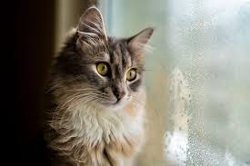 Ringworm In Cats Causes Symptoms Prevention Treatment Daily Paws I have children, what should i do? ringworm in cats causes symptoms