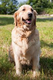 Check spelling or type a new query. Golden Retriever Breeder Stud Service Puppy Puppies Connecticut Massachusetts New York New Jersey Rhode Island New England Crane Hollow Goldens