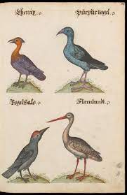 pin auf flora and fauna