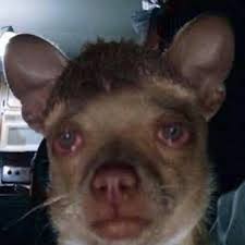 Pin tweet shop the meme. Stream I M Really Sick And Tired Of Seeing Them Kicks By Murrolovebot Listen Online For Free On Soundcloud