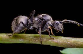 Image result for Oxyrhachis gracillima