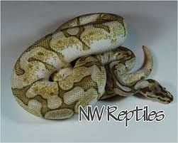 Check spelling or type a new query. Northwest Reptiles Lesser Bee Ball Python Description And Photos Ball Python Breeder