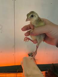 How to help a peacock chick with standing issues?