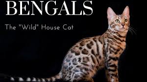 Often, bengal cats have at least a little bit of egyptian mau in their background. The Joys And Hazards Of Living With A Pet Bengal Cat Pethelpful By Fellow Animal Lovers And Experts