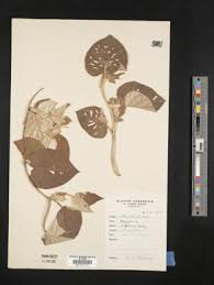 Image result for Astripomoea grantii