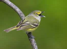 Backyard Birds Of East Texas White Eyed Vireo Beautiful Birds Backyard Birds Bird Species