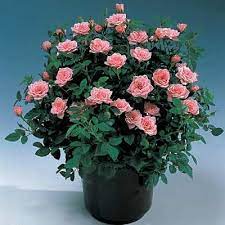 Guide For Growing Miniature Roses Indoors Miniature Rose Care Planting Roses Growing Roses Indoor Roses