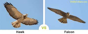 Chihuahuas and yorkshire terriers might be especially vulnerable to being carried away by hawks, due to their light average body weights. How To Get Rid Of Hawks And Keep Them Away From Chickens Cats And Dogs