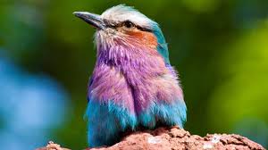 All Rollers Appear To Be Monogamous According To Resources From Kruger National Park In South Africa Flickr Com Mycatkins