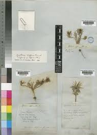 Image result for Hirpicium gracile