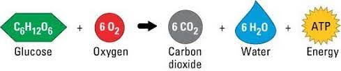 Cellular Respiration Is The Process In Which Glucose And Oxygen Is Turned Into Carbon Dioxide Water And E Cellular Respiration Anaerobic Respiration Equation