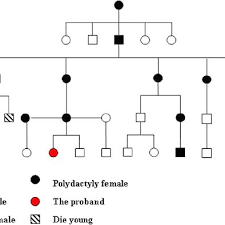 a pedigree chart of the 5 generation family with 24 normal