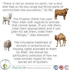 Qurbani market is providing ijtamai qurbani services, individual services, bakra qurbani, dumba qurbani, camel qurbani and qasai services. Facebook