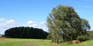September verschoben werden können, kann im seltenen und besonderen fall durch die untere naturschutzbehörde eine naturschutzrechtliche ausnahmeregelung erteilt werden. Schneiden Von Geholzen Und Fallen Von Baumen Stadt Chemnitz