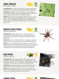 spiders infographics visual ly