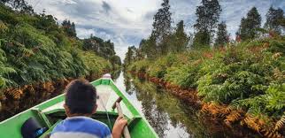 Teman kreasi indonesia, cara smartfren mengajarkan komunitas untuk berbisnis. Restoring Indonesian Peatlands Protecting Our Planet Unops