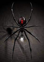 Find the perfect black widow spider stock photos and editorial news pictures from getty images. Drider Spider Art Marvel Comics Wallpaper Spiderman Pictures