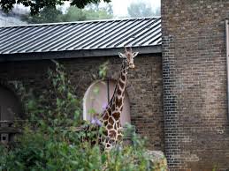 Bbc learning english 6 minute english april fool's day. The Secret Footpath Which Leads Right Past Giraffes And Penguins At London Zoo Mylondon