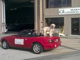 We breed for the love of dogs and the betterment of the breed. Golden Retrievers Terra Cantatis Ranch