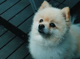Canadian artists online art gallery with art in canada featuring some of canada's finest art. What Are Some Of The Smallest Dog Breeds Everything To Know