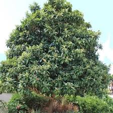 Image result for Eriobotrya