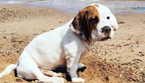 French bulldogs are some of the most popular small dogs in the united states. 15 Basset Hounds Mixed With Bulldog The Paws