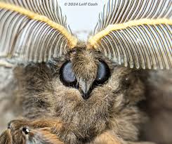 Image result for Nesaea polycephala