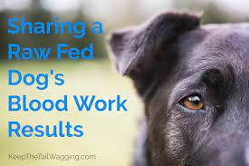 Sharing A Raw Fed Dog S Blood Work Results Keep The Tail Wagging