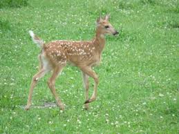 We sell metal deer fence, plastic and polypropylene in many cases, deer damage to home gardens during the summer can be prevented with a simple electric fence. An Inexpensive But Effective Deer Fence Seed Savers Exchange Blog